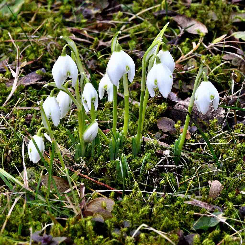 February Flowers - Hummingbird Haven